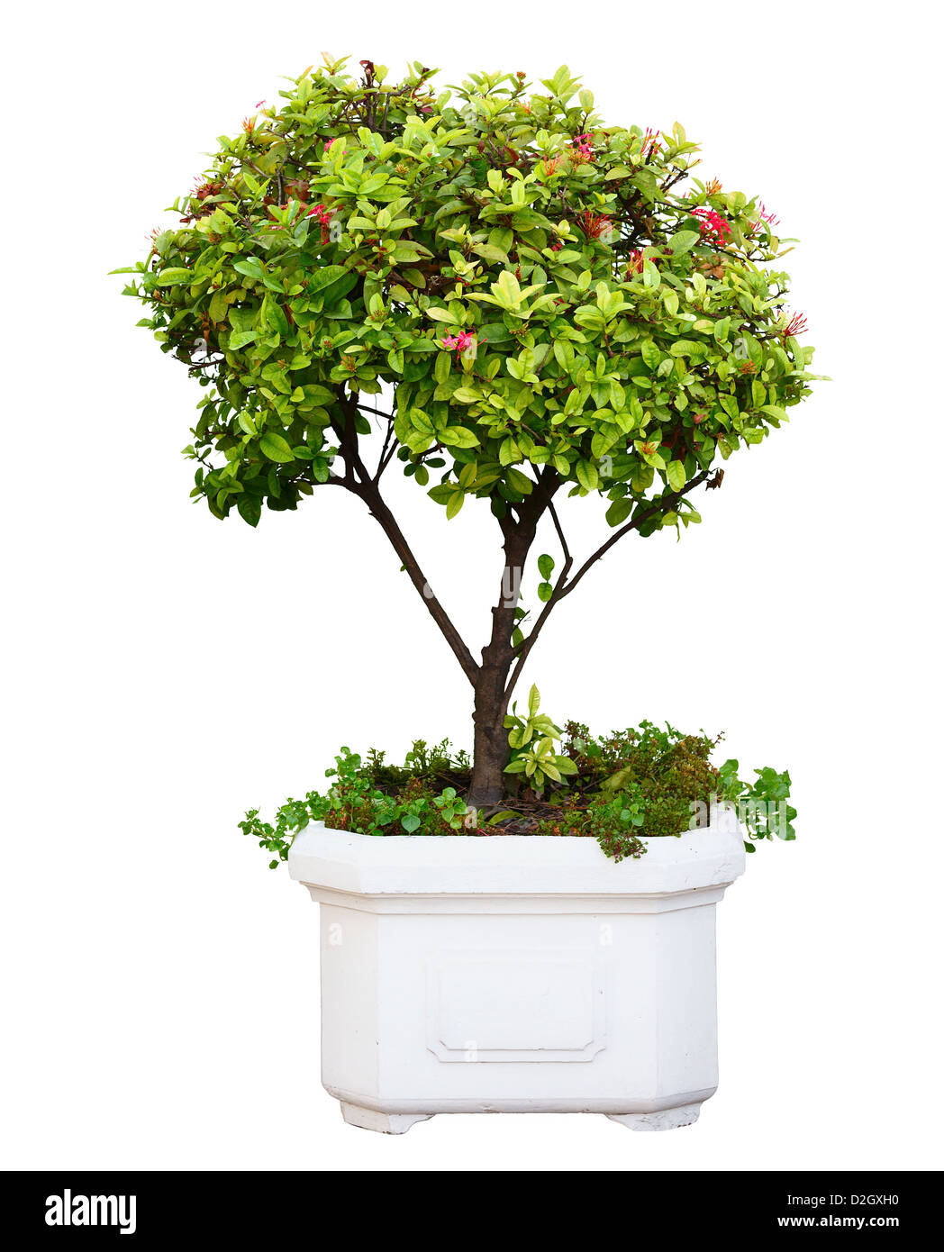Chinese bonsai tree Ausgeschnittene Stockfotos und  bilder   Alamy