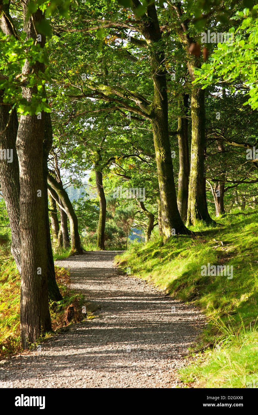 Gefleckte Sonnenlicht auf dem Weg Runde Derwent Water durch Brandelhow Woods, Lake District, Cumbria, England, UK Stockfoto