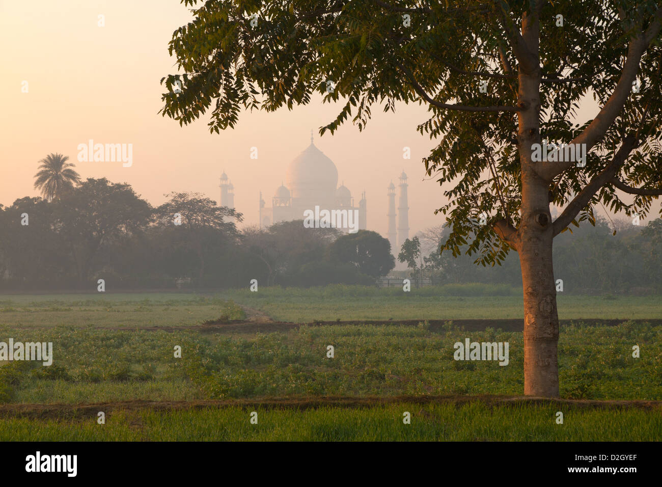 Indien, Uttar Pradesh, Agra Ansicht des Taj Mahal umrahmt von Baum im frühen Morgenlicht Stockfoto