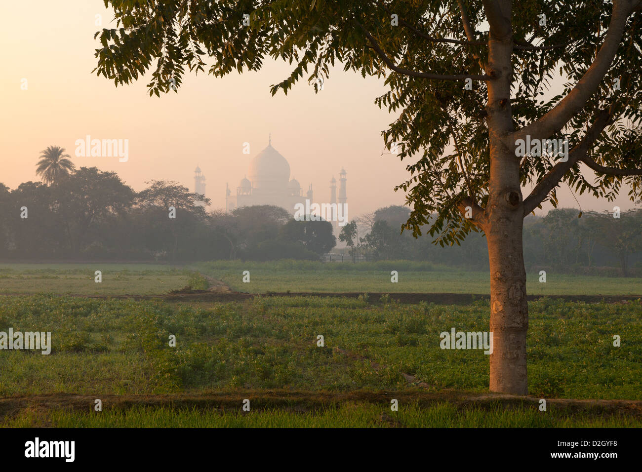 Indien, Uttar Pradesh, Agra Ansicht des Taj Mahal umrahmt von Baum im frühen Morgenlicht Stockfoto