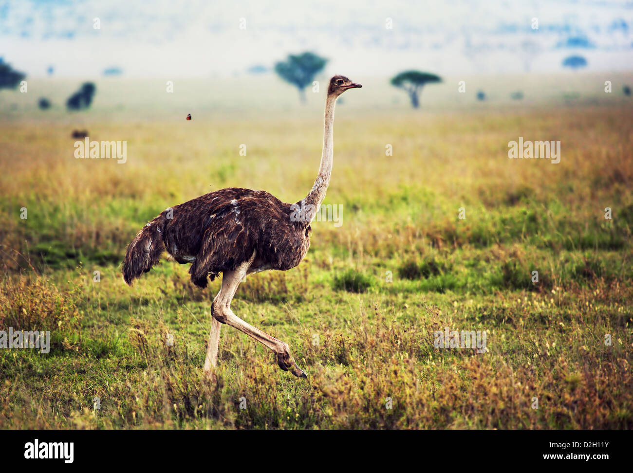 Strauß auf Savanne in Afrika. Safari in der Serengeti, Tansania Stockfoto
