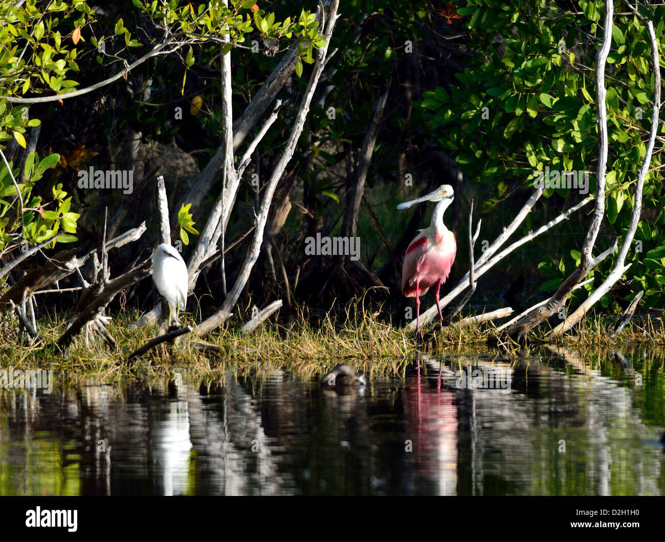 Eine rosige Löffler und andere Wasservögel an einem Teich. Der Everglades Nationalpark, Florida, USA. Stockfoto