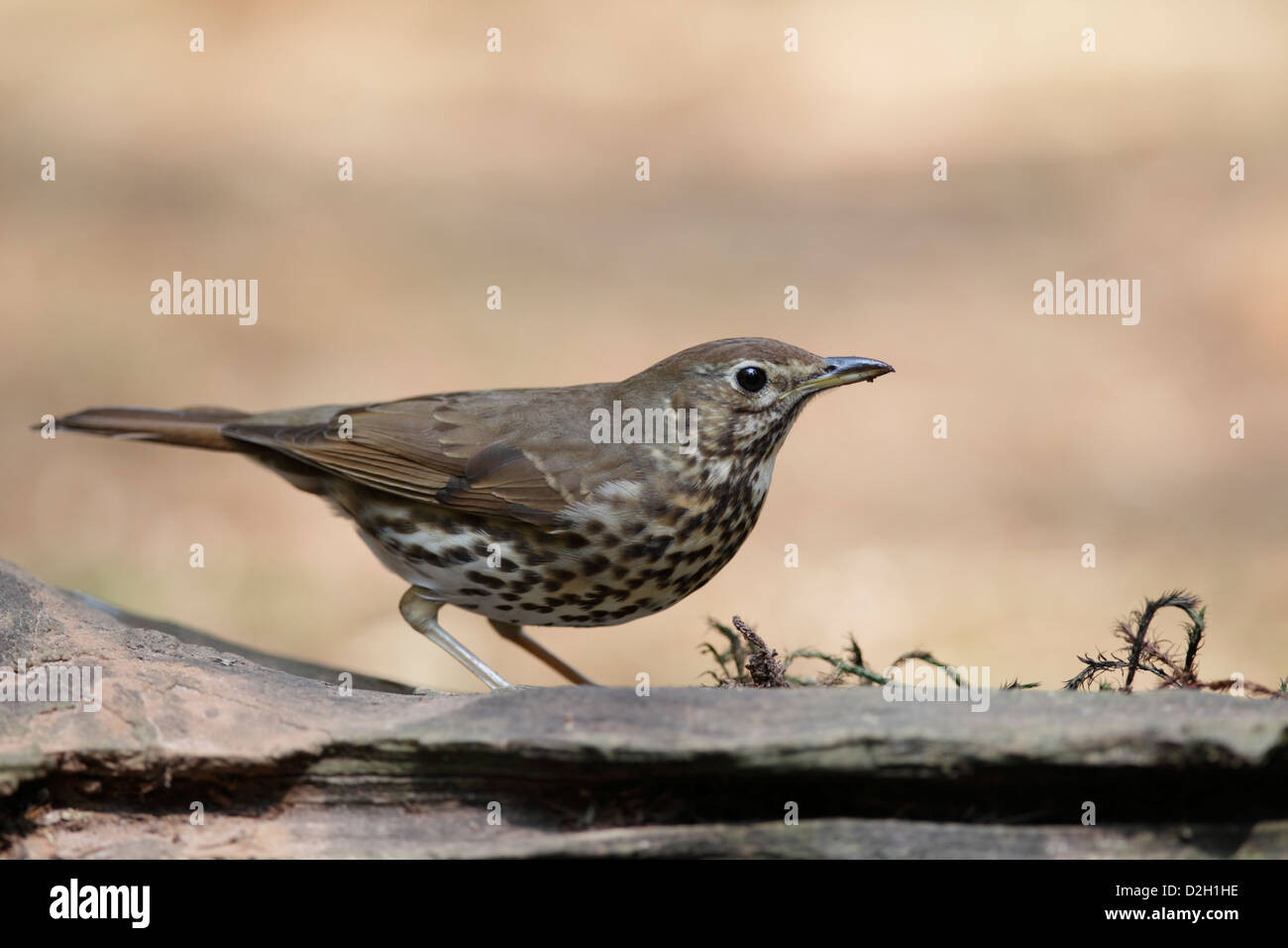 Weibliche Amsel im Wald, Niederlande Stockfoto