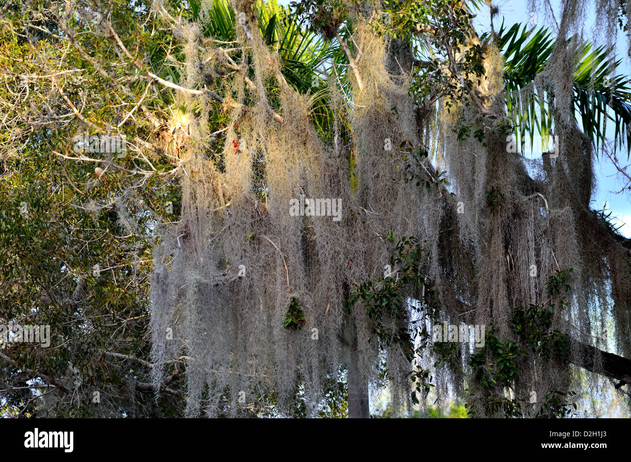 Spanish Moss drapiert Äste. Der Everglades Nationalpark, Florida, USA. Stockfoto