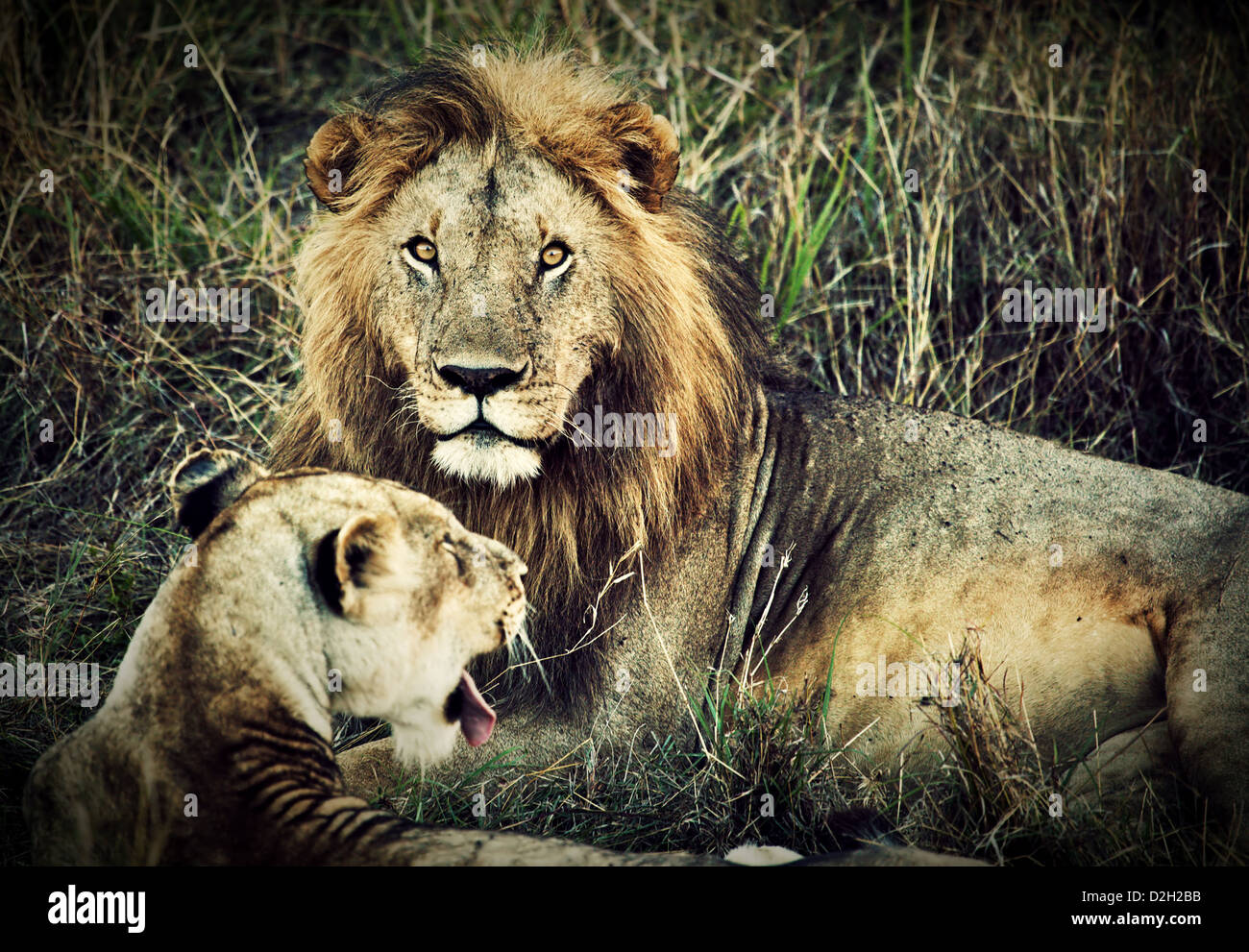 Männlicher Löwe und weibliche Löwen - ein paar auf Savanne. Safari in der Serengeti, Tansania, Afrika Stockfoto