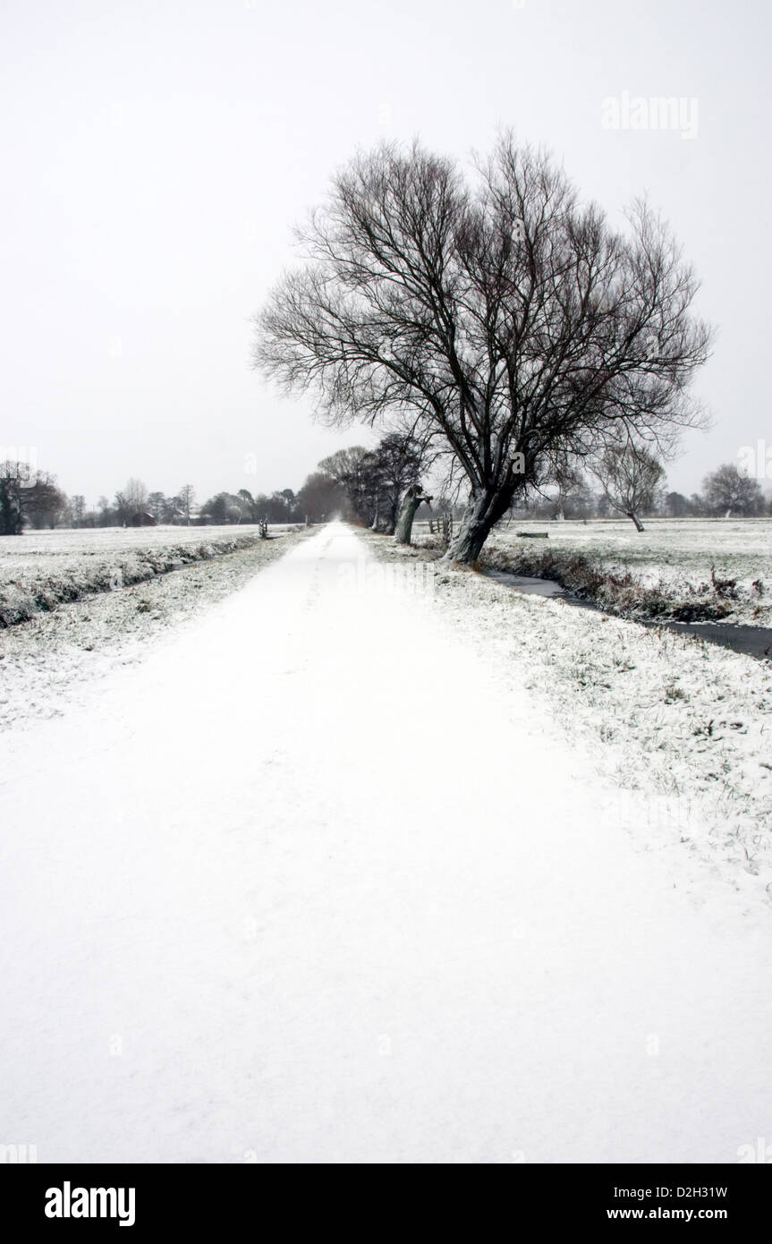 Winter auf Aller Moor Somerset Levels England Stockfoto