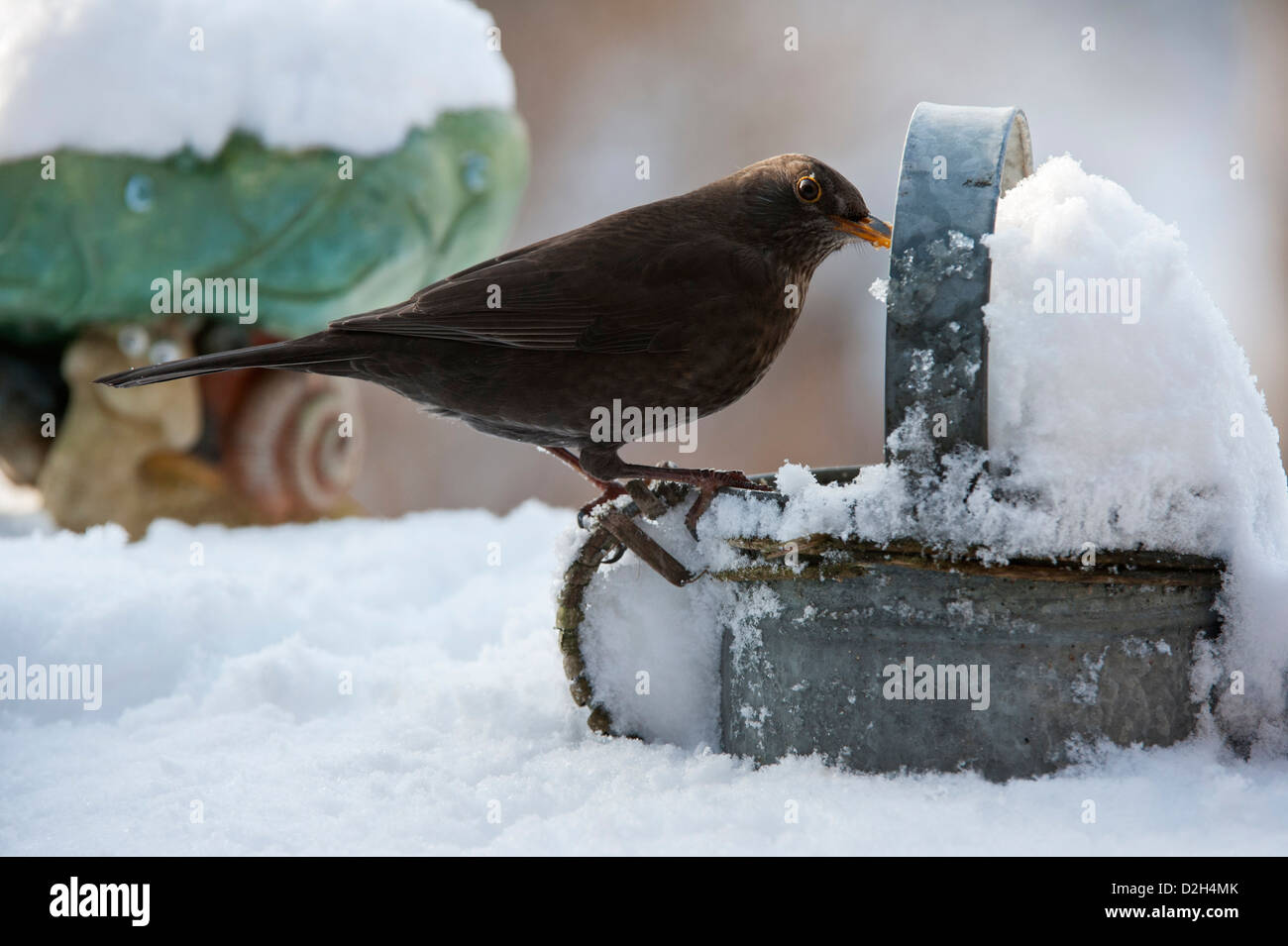 Amsel / eurasische Amsel (Turdus Merula) weiblich thront auf Metall Gießkanne im Garten im Schnee im Winter Stockfoto