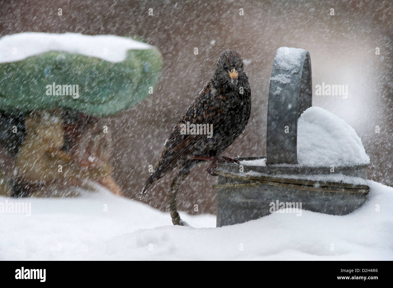 Gemeinsamen Starling / European Starling (Sturnus Vulgaris) thront auf Metall Gießkanne im Garten während der Schneedusche im Winter Stockfoto