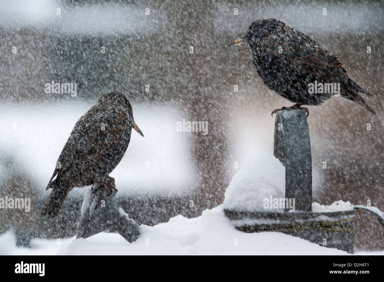 Zwei gemeinsame Stare / European Starling (Sturnus Vulgaris) thront auf Metall Gießkanne im Garten während der Schneedusche im Winter Stockfoto