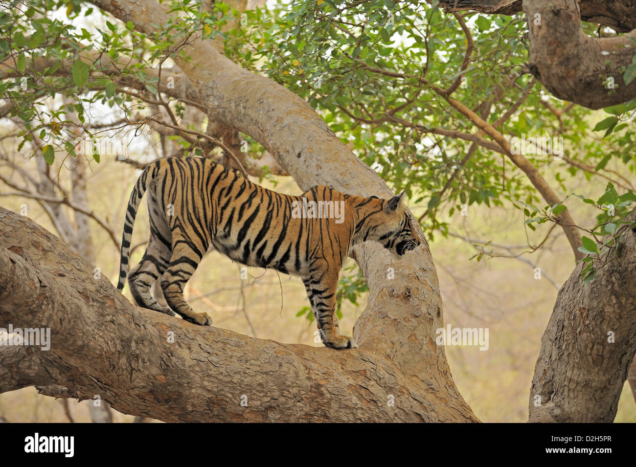 Tiger klettern einen Ficus-Baum in Ranthanbhore Tiger reserve Stockfoto