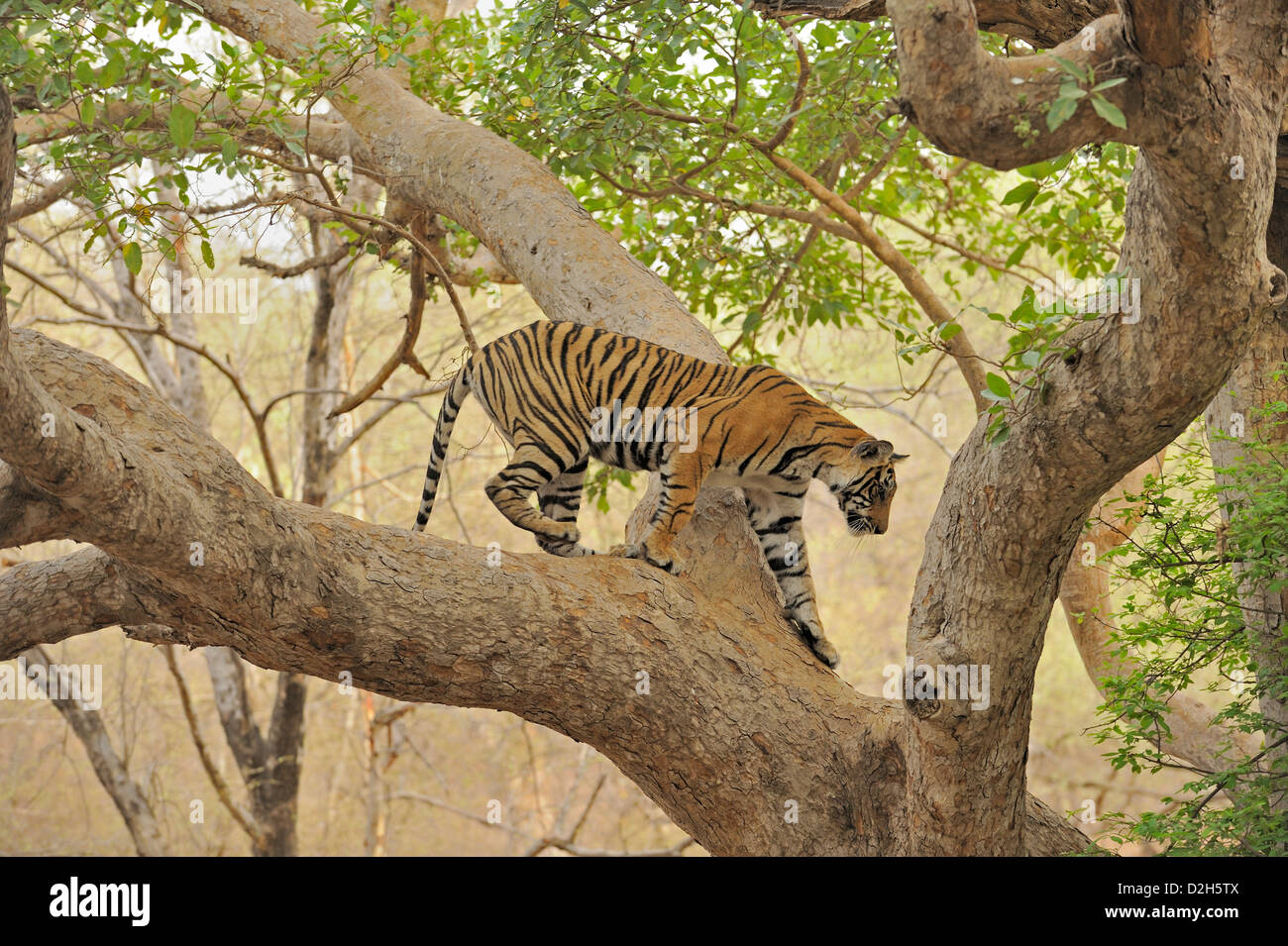 Tiger klettern einen Ficus-Baum in Ranthanbhore Tiger reserve Stockfoto