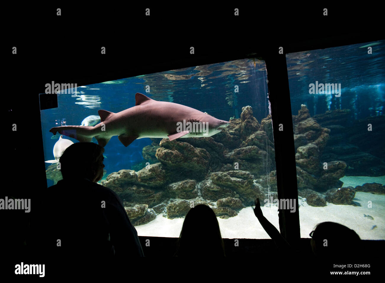 Albufeira, Portugal, Besucher vor dem Haifischbecken im Aquarium Zoo Marine Stockfoto