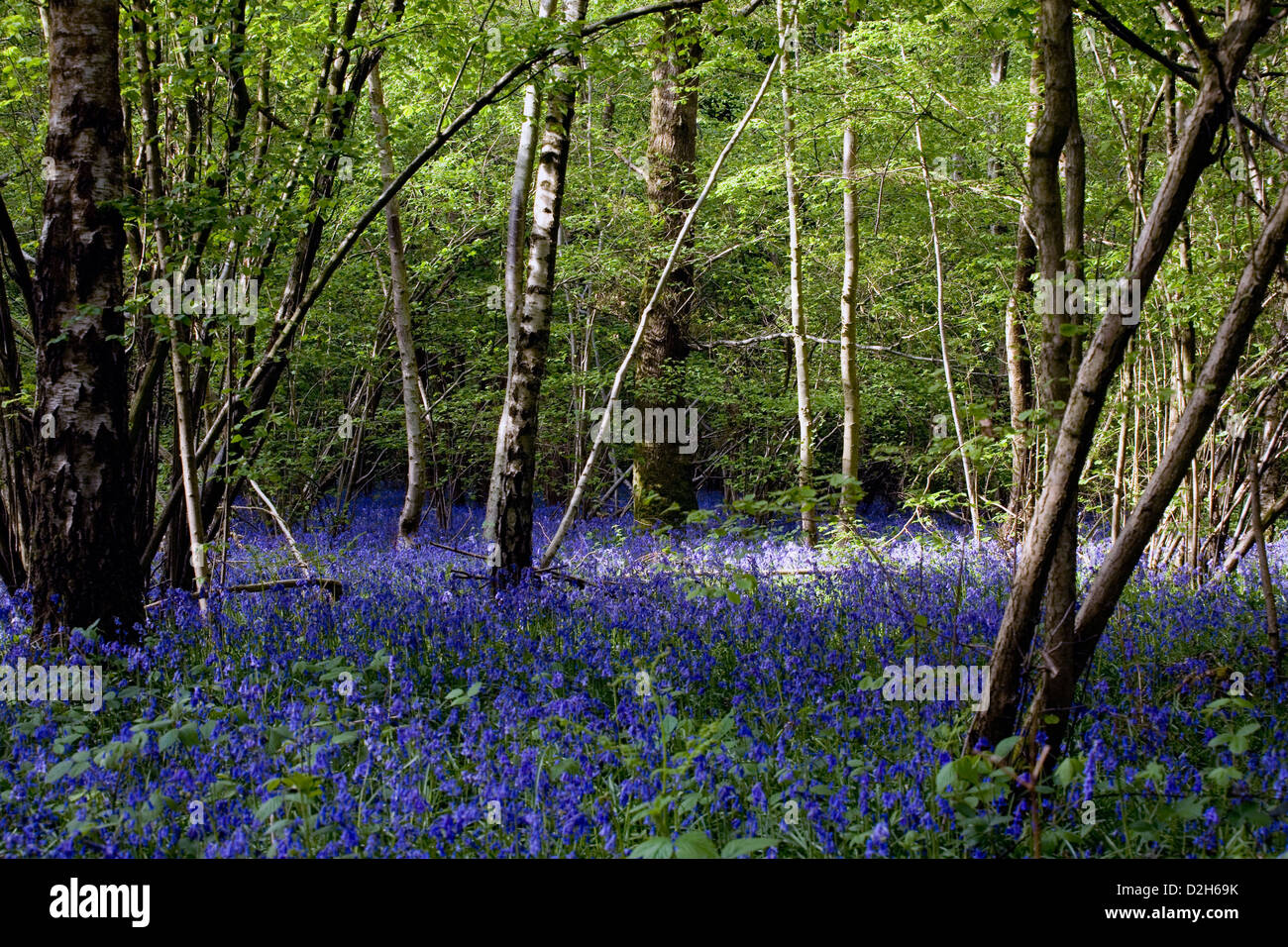 Glockenblume lila Blüten in der Landschaft von Sussex im Frühling Stockfoto