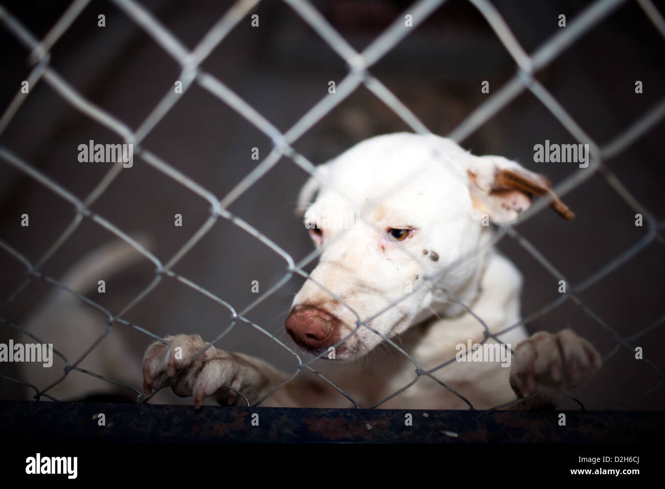 Sevilla, Spanien, sperrte Hund in einem Zwinger Stockfoto