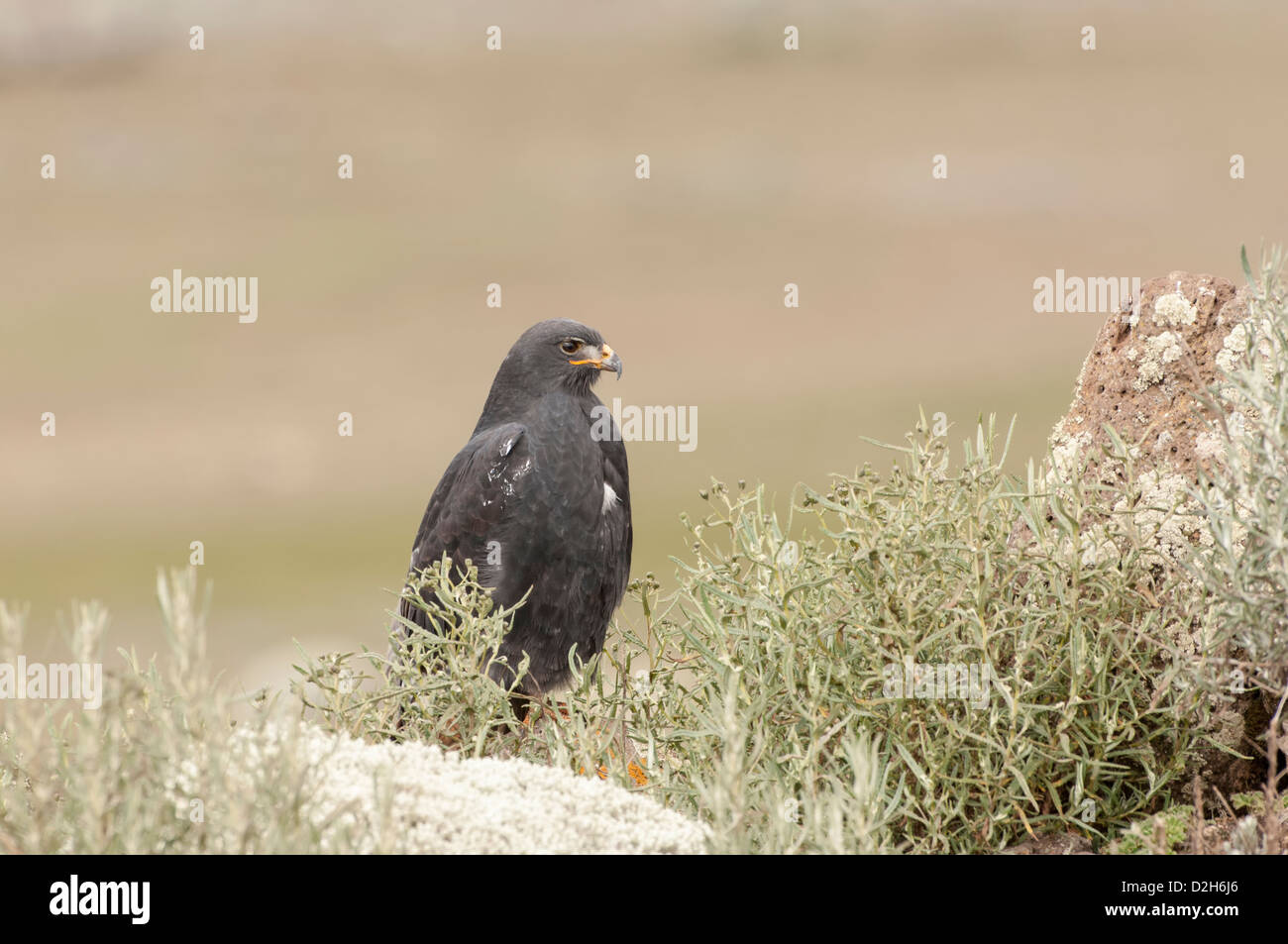 Augur Bussard oder nordafrikanischen Schakal Bussard (Buteo Augur), Bale-Mountains-Nationalpark, Äthiopien Stockfoto