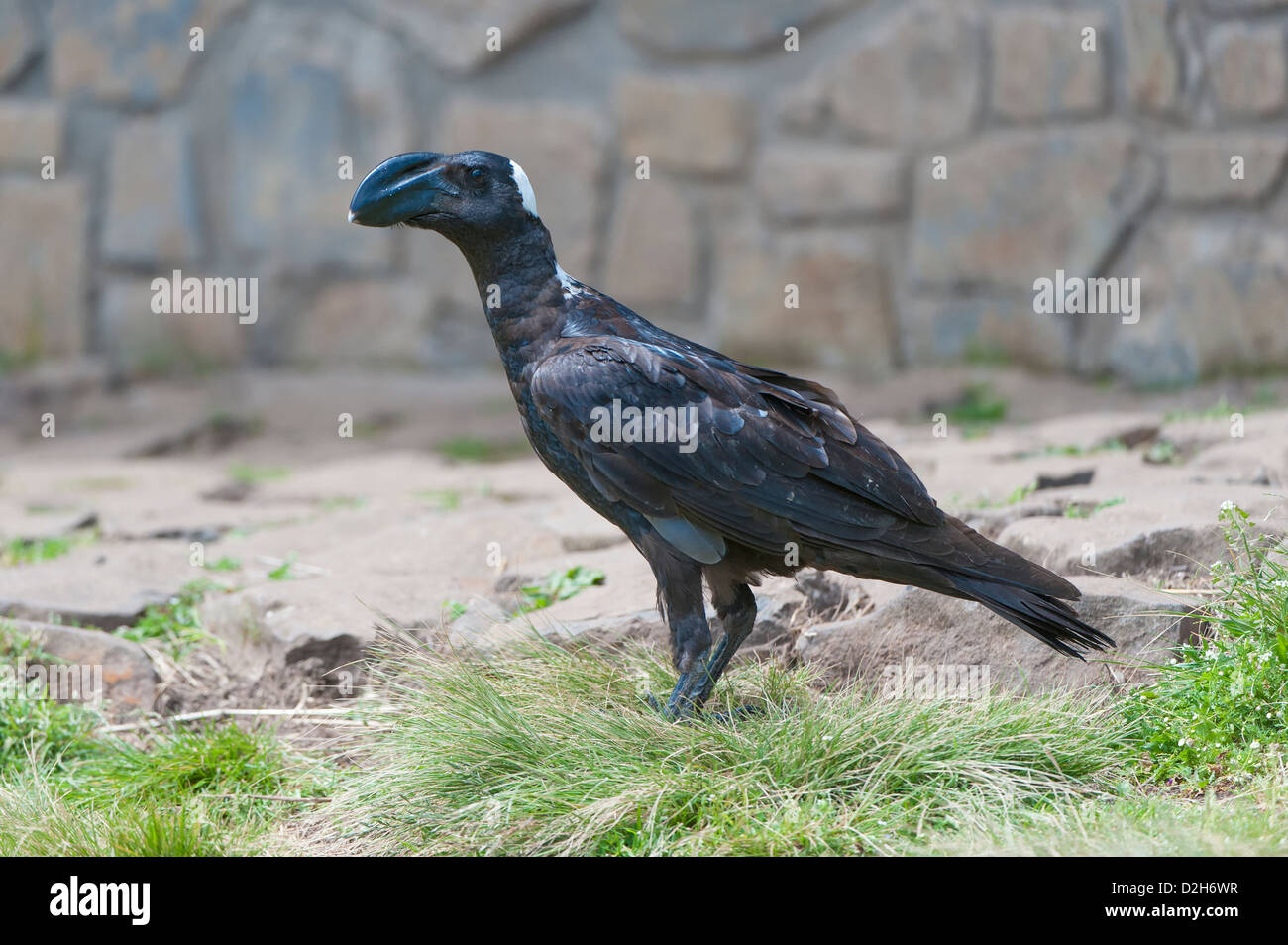 Dick-billed Raven (Corvus Crassirostris), Simien Mountains Nationalpark, Amhara Region, Nord-Äthiopien Stockfoto