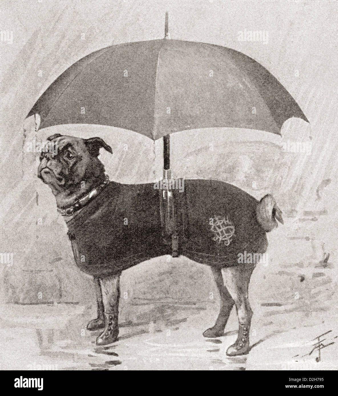 Ein Mops trägt Stiefel, Mantel und Schirm vor dem Regen zu schützen. Stockfoto