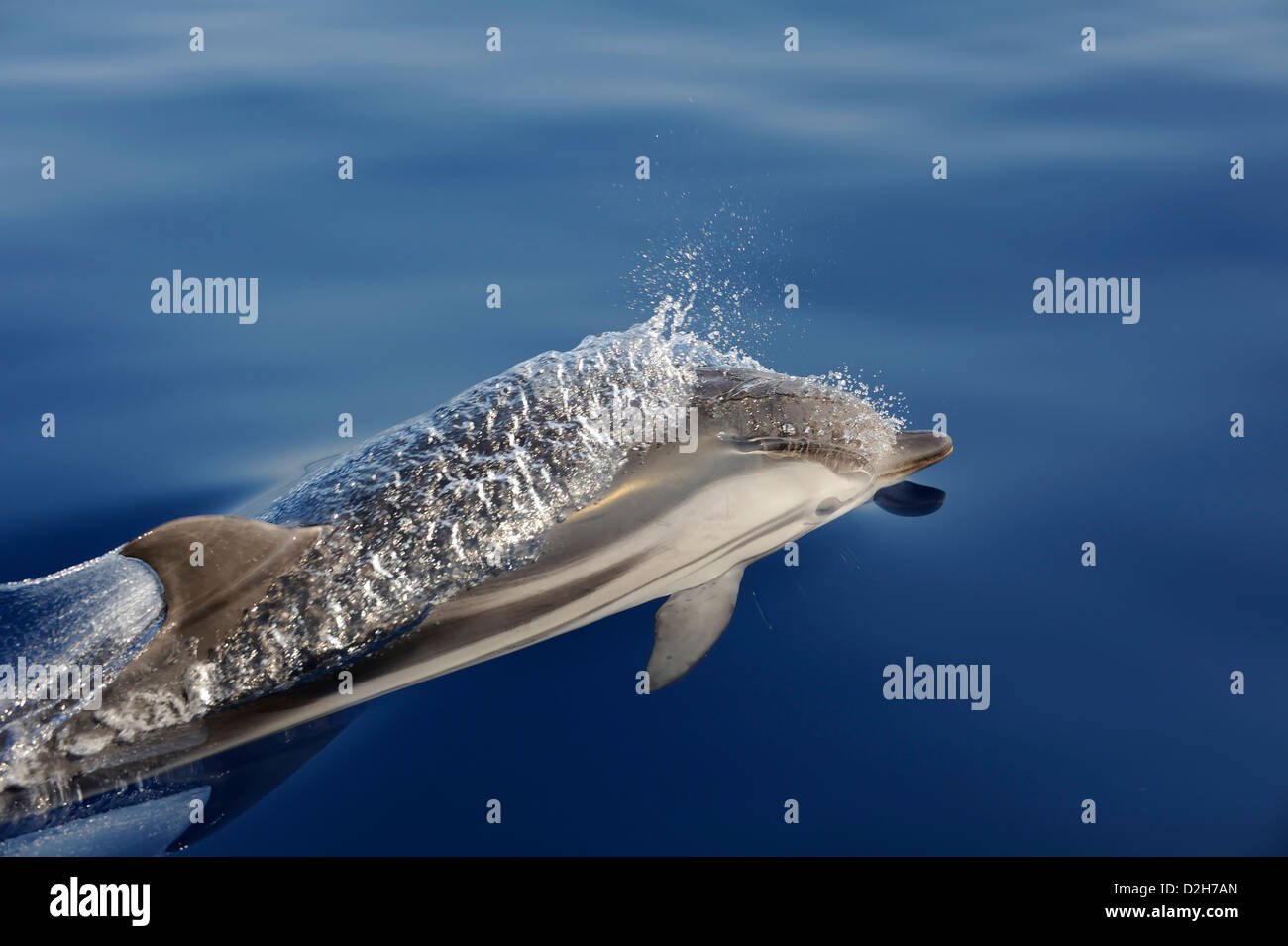Gestreifte Delfin springen auf der Oberfläche, Mittelmeer im Sommer Stockfoto