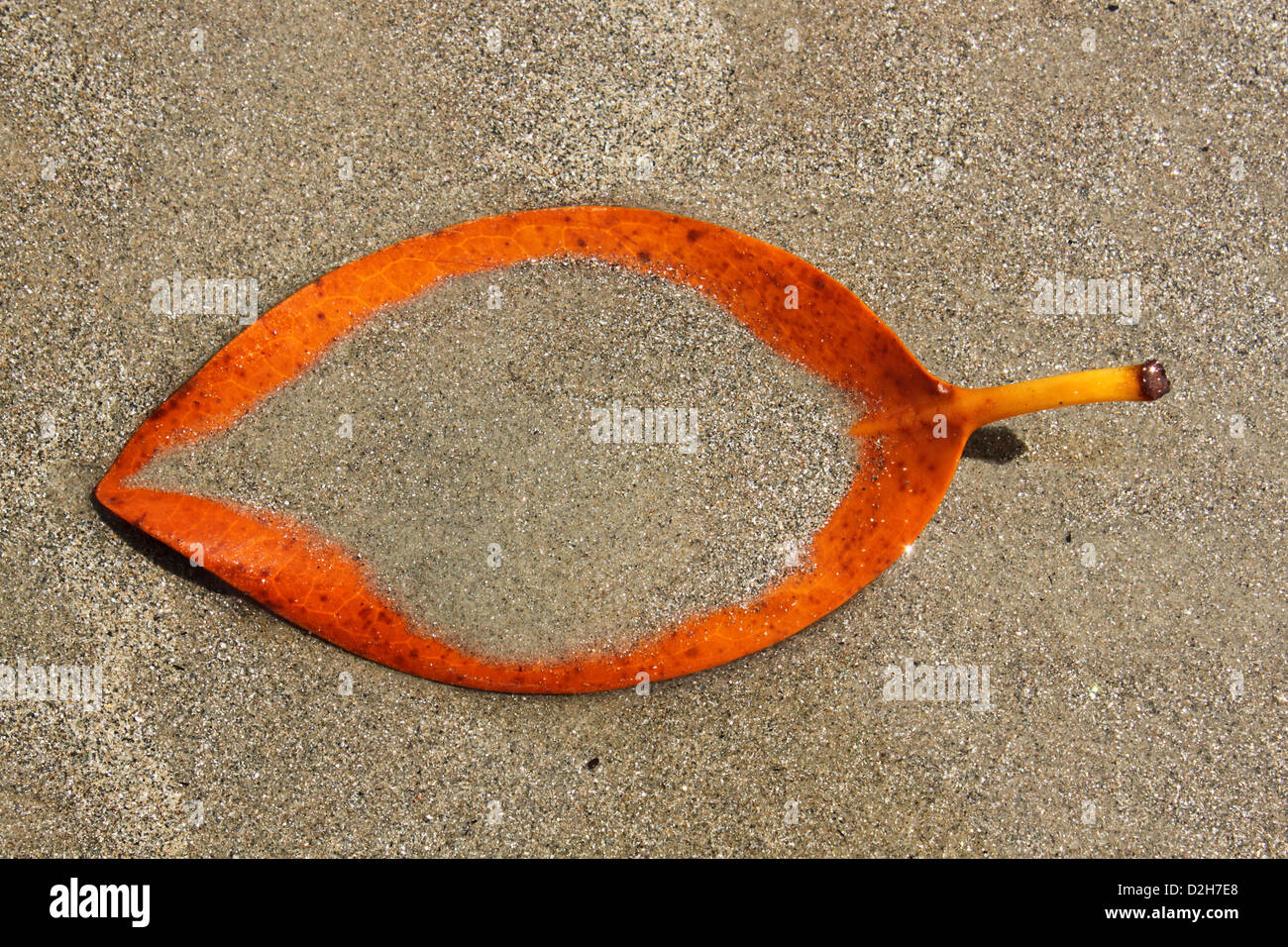Orange totes Blatt am Strand, teilweise überdacht mit Meeressand, Symbolisierung des Todes Kerala Indien Stockfoto