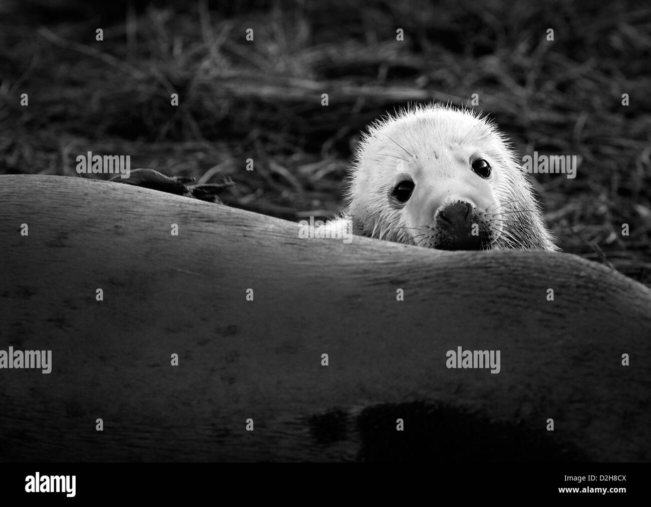 eine niedliche grau seal Pup versteckt sich hinter seiner Mutter Stockfoto