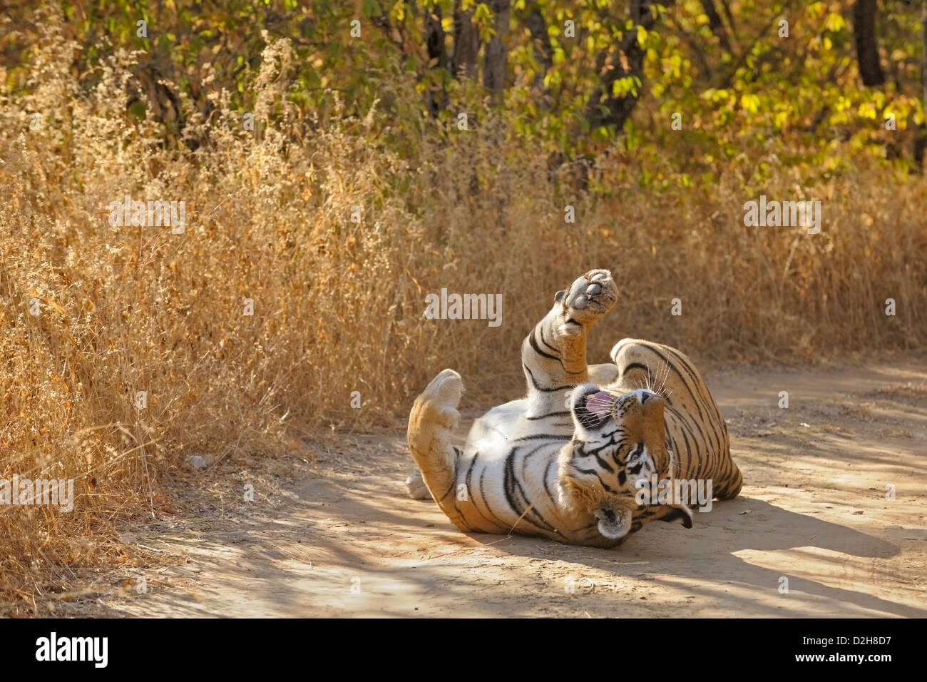Tiger auf dem Rücken auf einen Wald zu verfolgen, in Ranthambore Tiger reserve Stockfoto