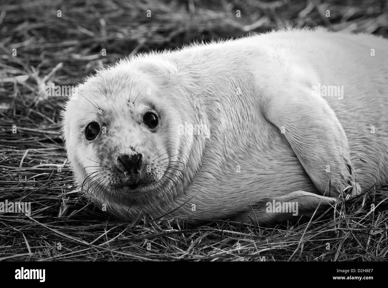 eine niedliche grau seal Pup posiert für ein Foto Stockfoto
