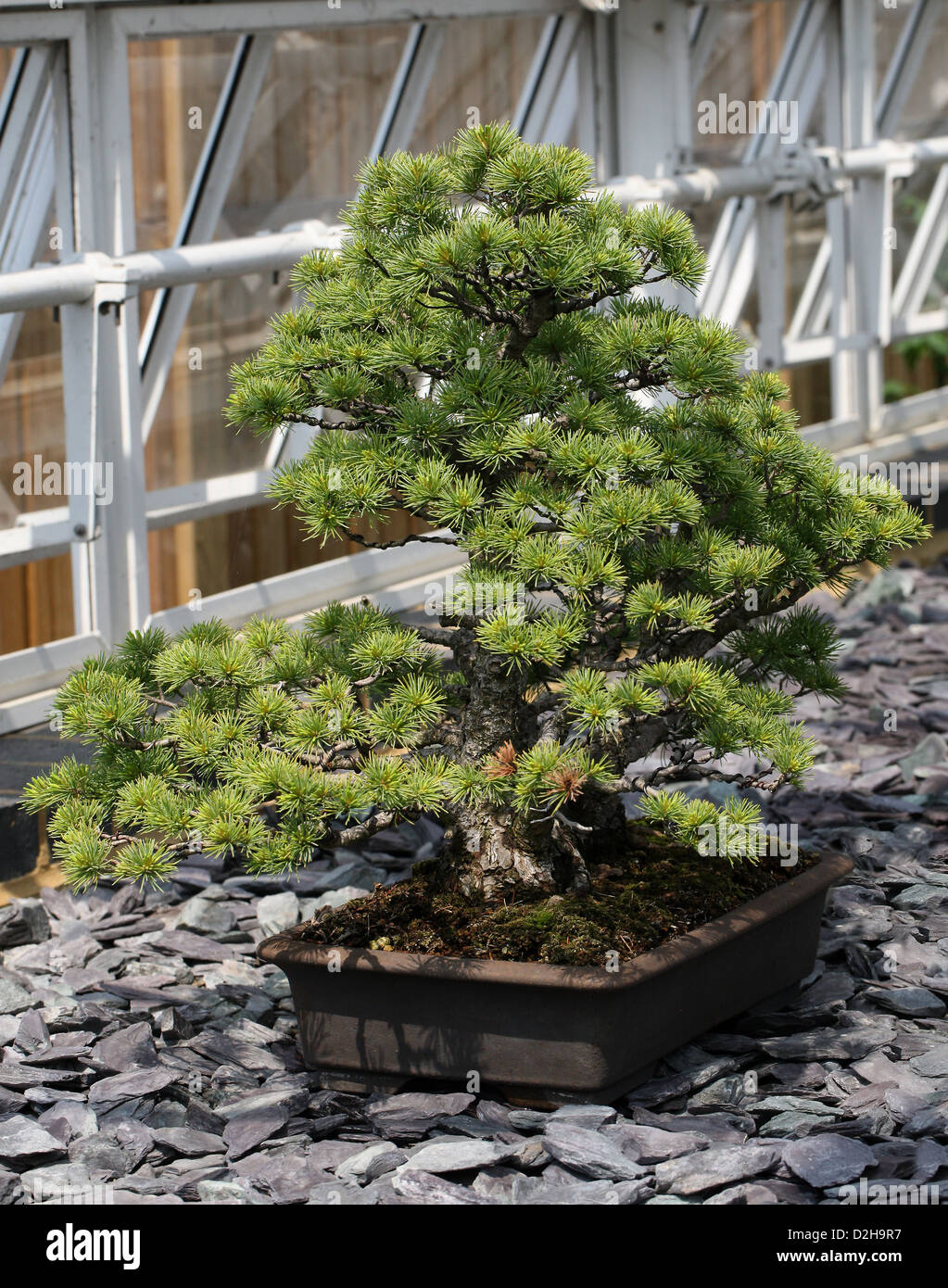 Bonsai-Baum, japanische Weymouths-Kiefer, Pinus Parviflora, Tannenbumen.  Japan Stockfotografie - Alamy