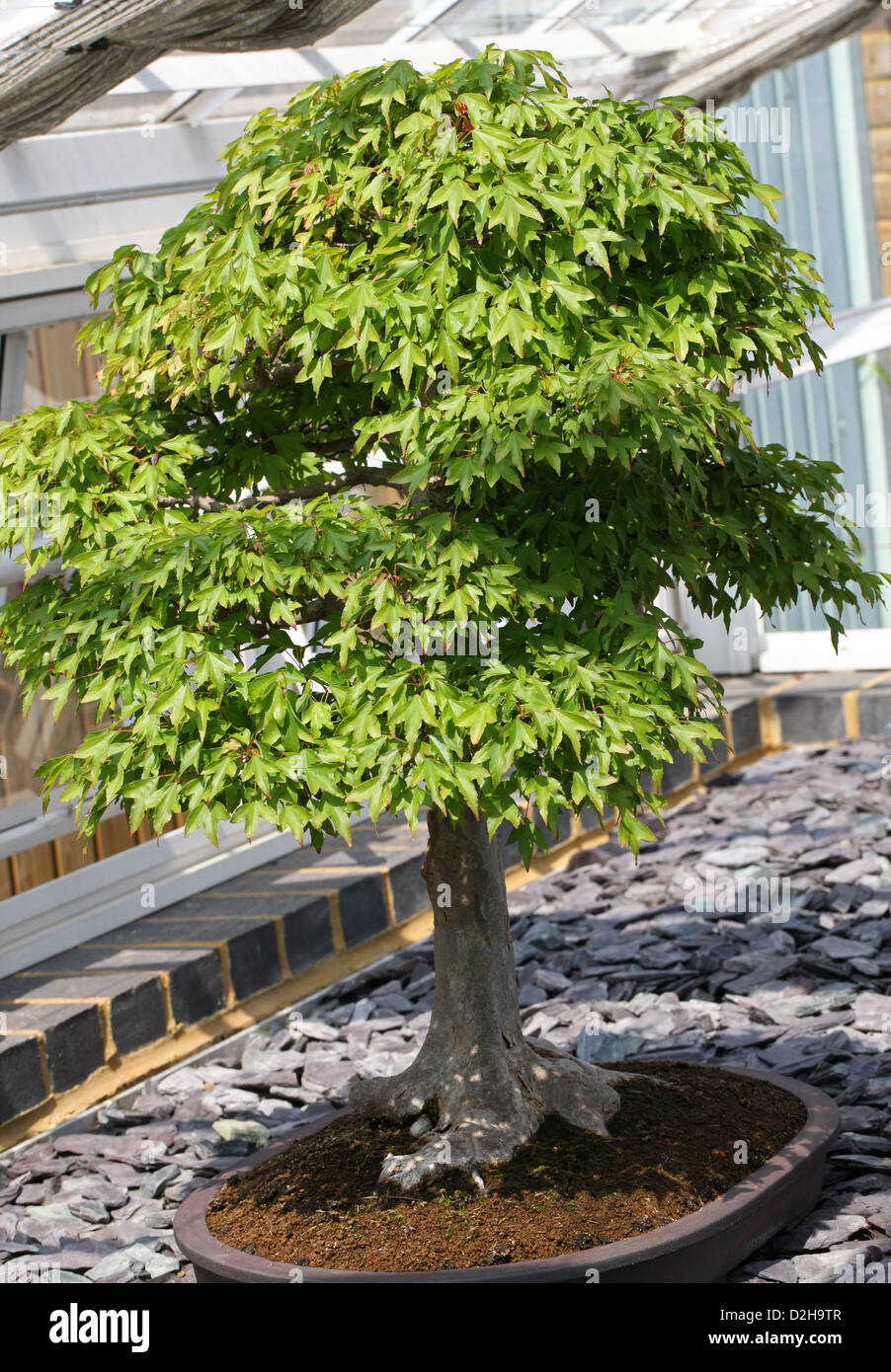 Bonsai-Baum, Trident-Ahorn, Acer Buergerianum, Sapindaceae (Aceraceae). Japan. Stockfoto