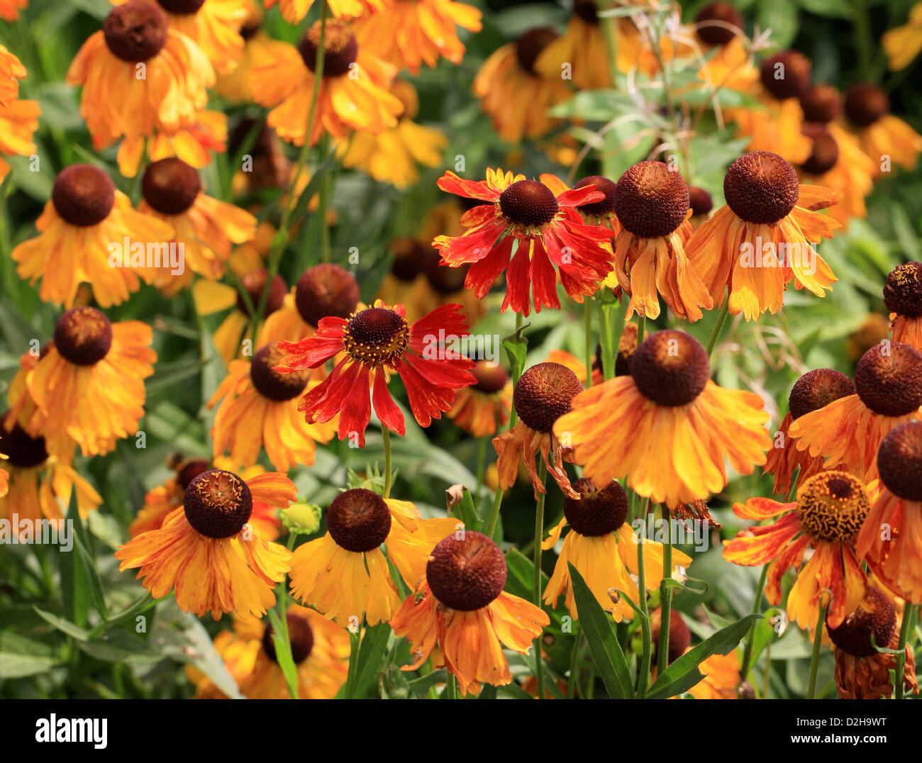 Helens Blume, Sneezeweed, Helenium Pumilum 'Magnificum', Asteraceae. Nord-Amerika. Stockfoto