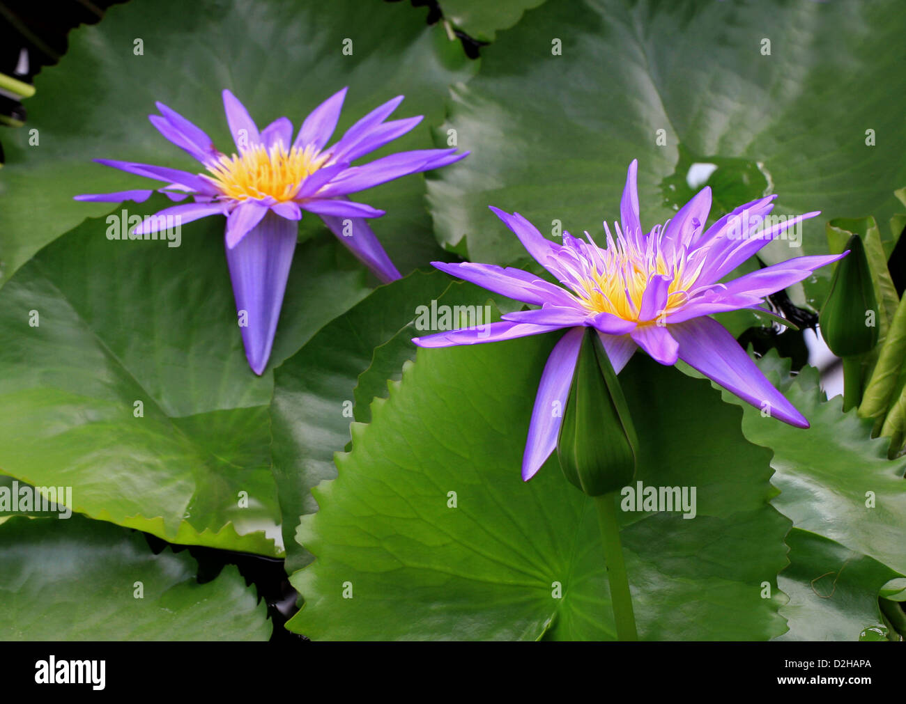 Seerose, Nymphaea "Midnight" polaren. Garten Herkunft. Stockfoto