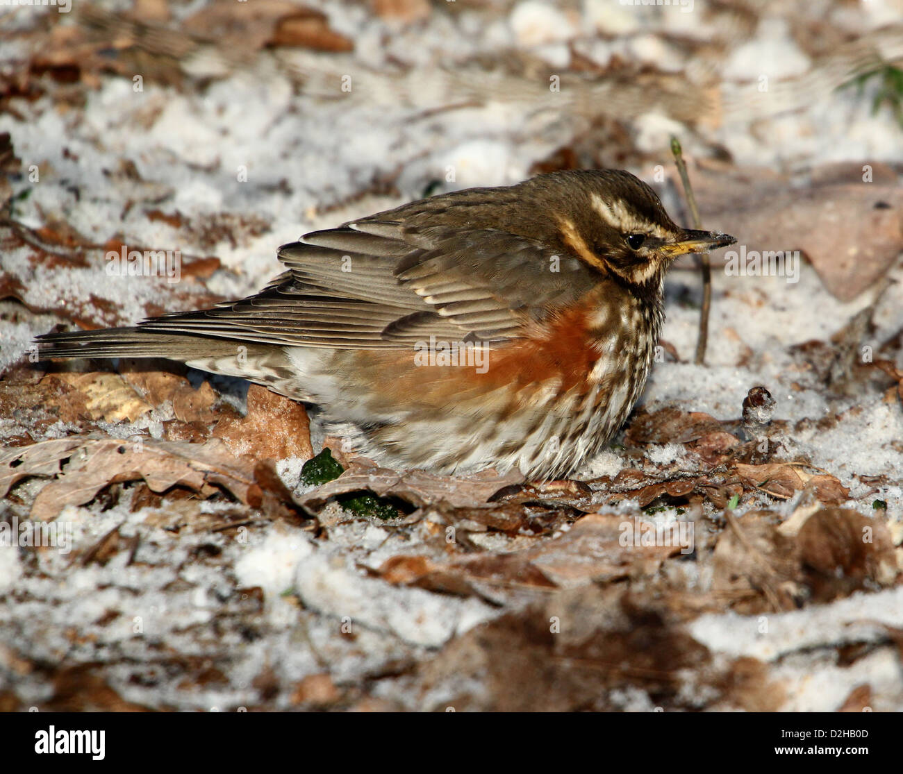 Detaillierte Nahaufnahme von einer Rotdrossel (Turdus Iliacus) auf Nahrungssuche im Schnee Stockfoto