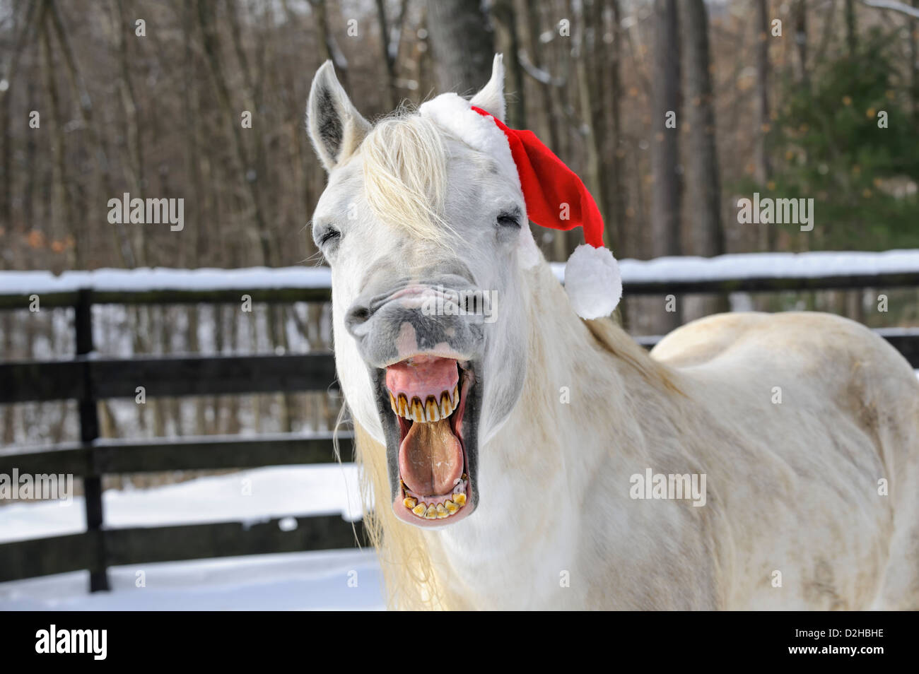 3Horses Pferde Weihnachtsmütze Rot/weiß - Nikolaus Haube Mit Bommel Für Pferde
