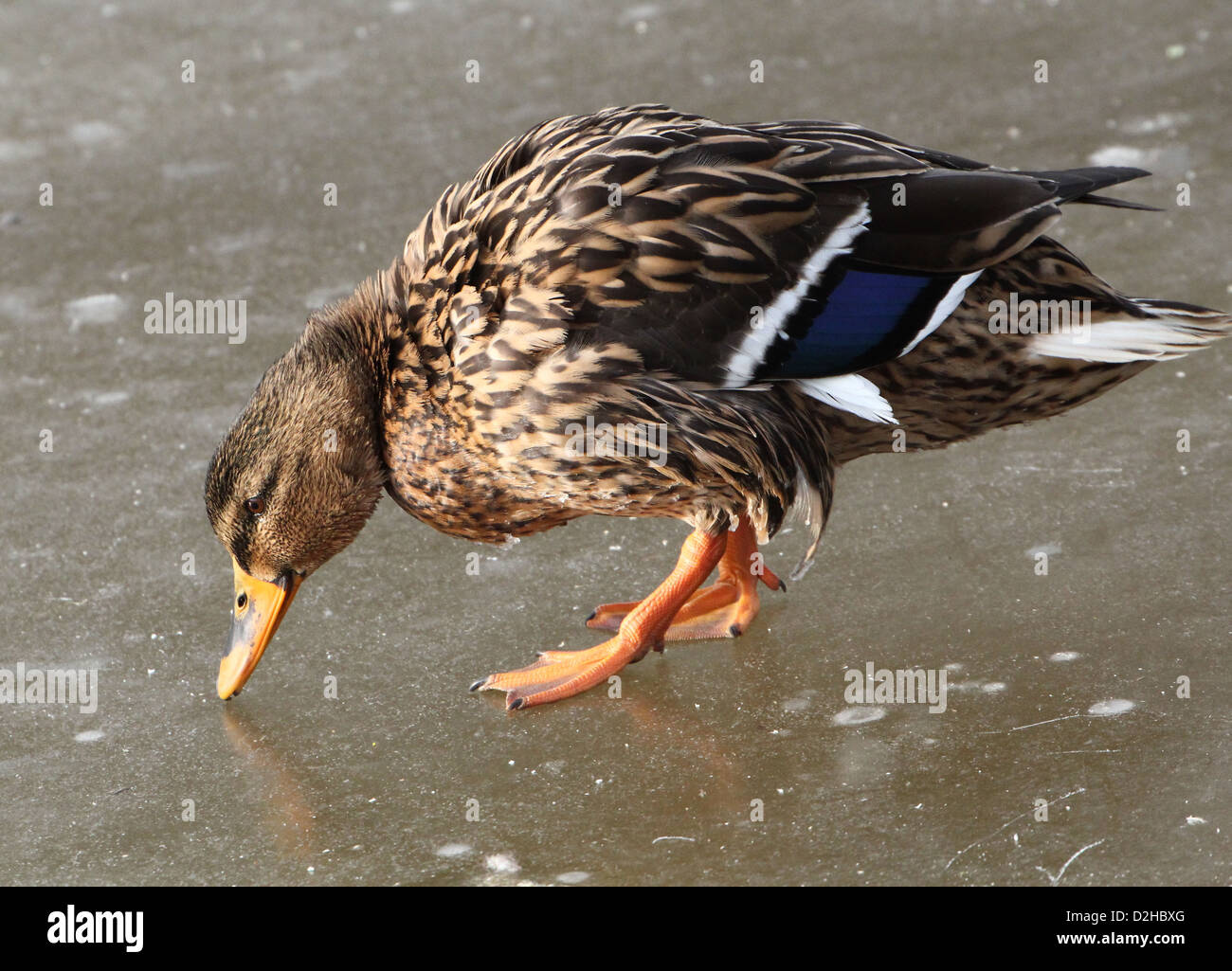 Weibliche Europäische wilde Ente (Anas Platyrhynchos aka Stockente) zu Fuß auf dem Eis Stockfoto