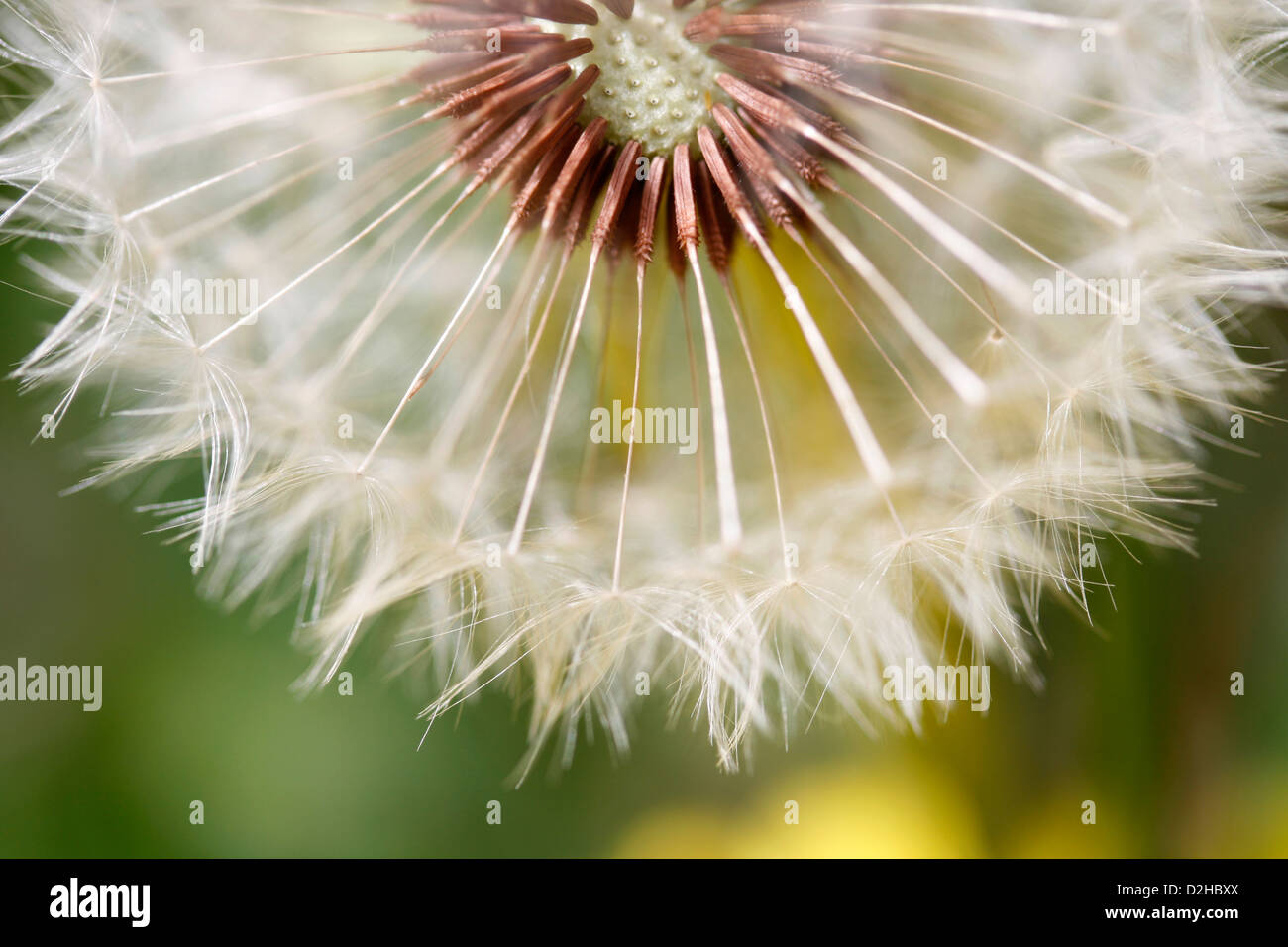 Cllose, der ein Löwenzahn im Frühling Stockfoto