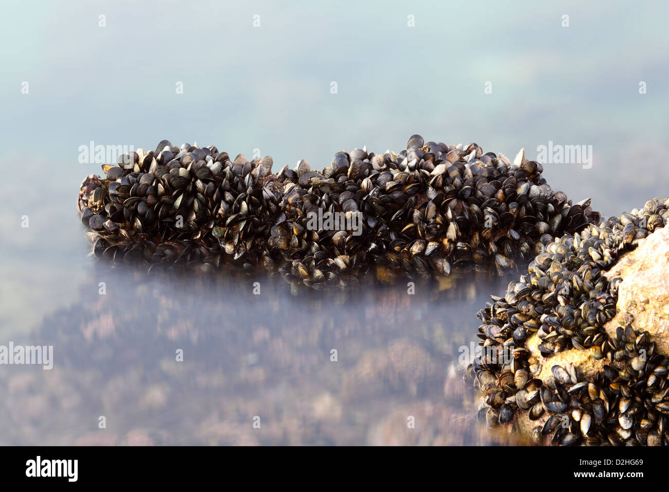 Miesmuscheln an den Rand des Wassers Stockfoto