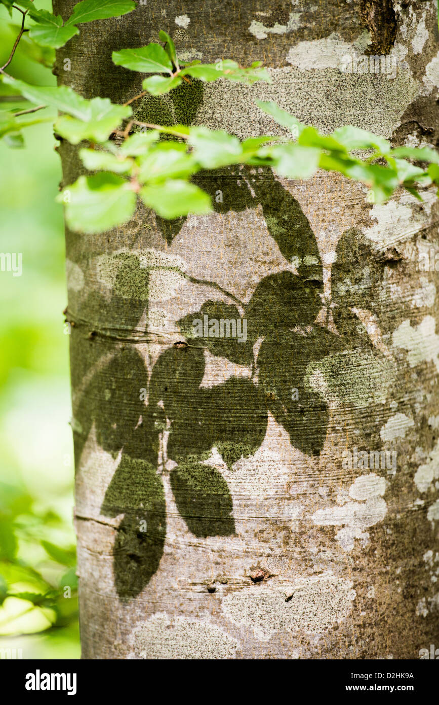 Sommerszene mit Details der Baum und die Blätter im Wald Stockfoto