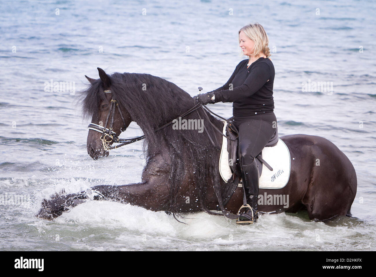 Friesen Pferd mit Reiter in der Ostsee gegen das Wasser mit Vorderbein zu schäumen Stockfoto