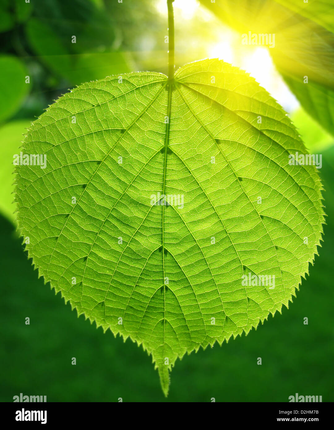 Grünes Blatt von Linde im Sonnenlicht Leuchten Stockfoto