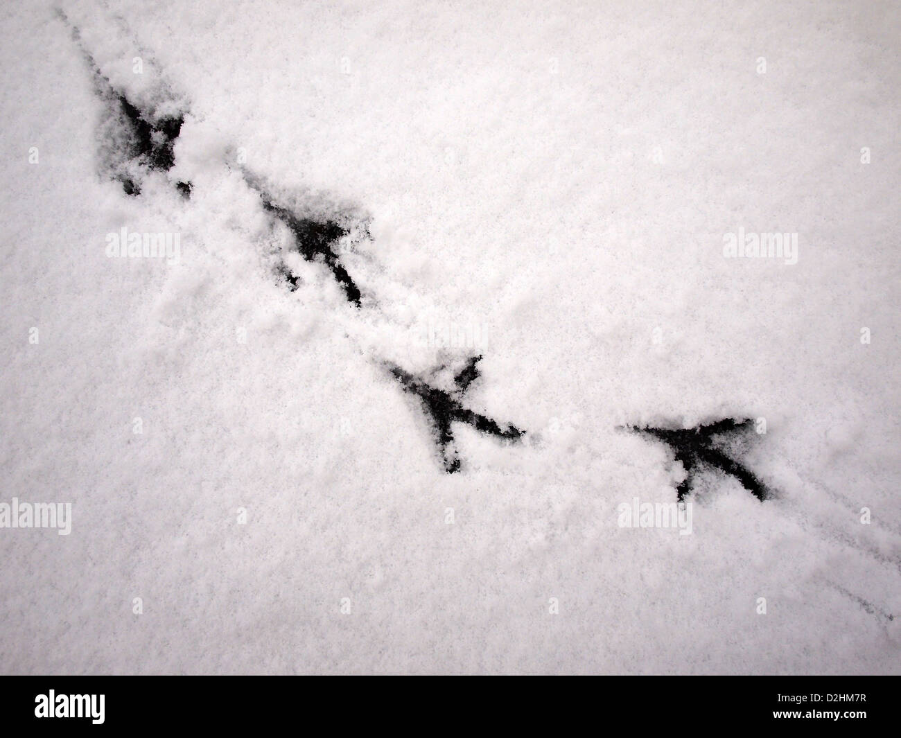 Wilde Rabe Spuren im Schnee Stockfoto