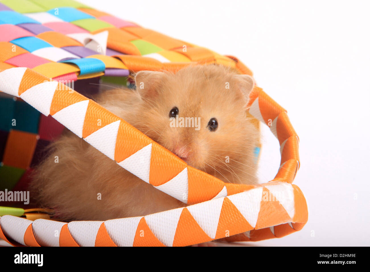 Haustier Hamster, Teddy Bear Hamster (Mesocricetus Auratus). Alleinstehende Erwachsene Blick aus einem bunten Tragetasche. Studio Bild ag Stockfoto