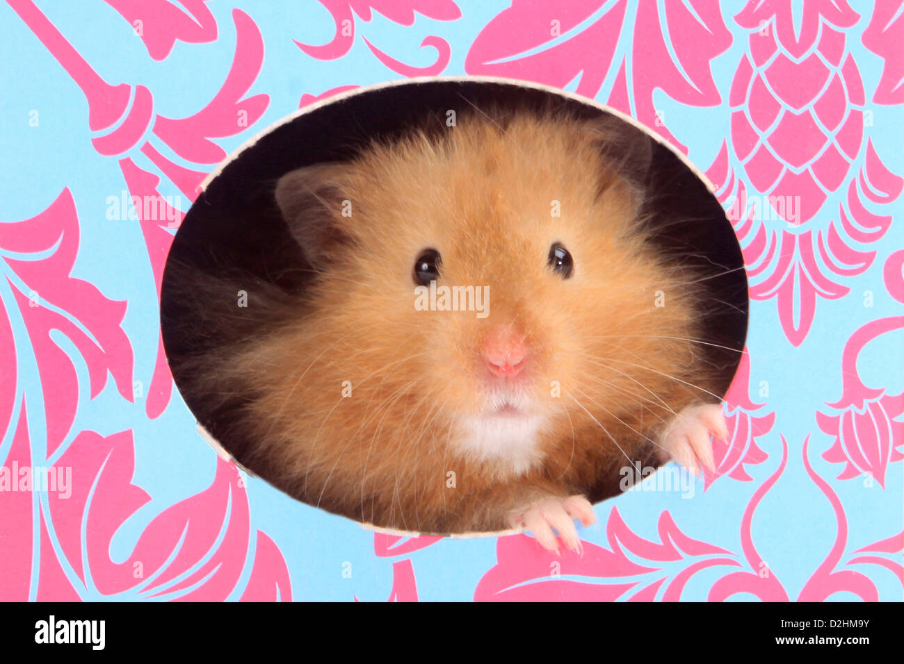 Haustier Hamster, Teddy Bear Hamster (Mesocricetus Auratus). Erwachsenen mit Blick vom bunten Karton Stockfoto
