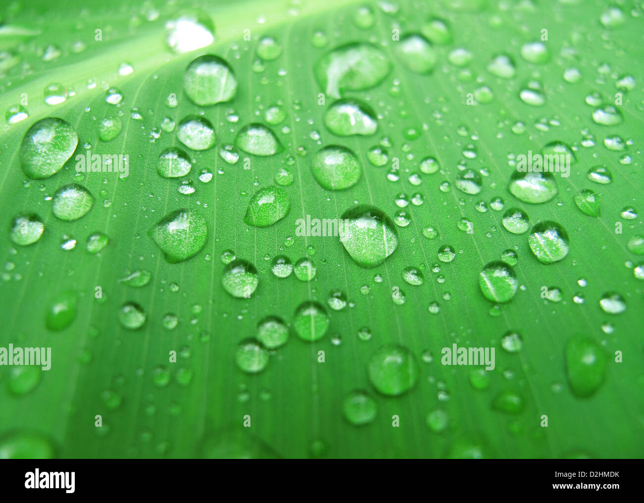 Makro von grünen Blatt mit Wasser Tropfen Stockfoto