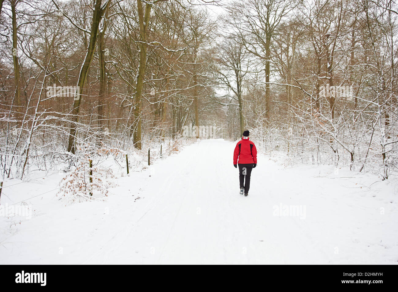 Eine Frau in einer roten Jacke durchschreitet Wendover Woods in der Chilterns nach starkem Schneefall Stockfoto