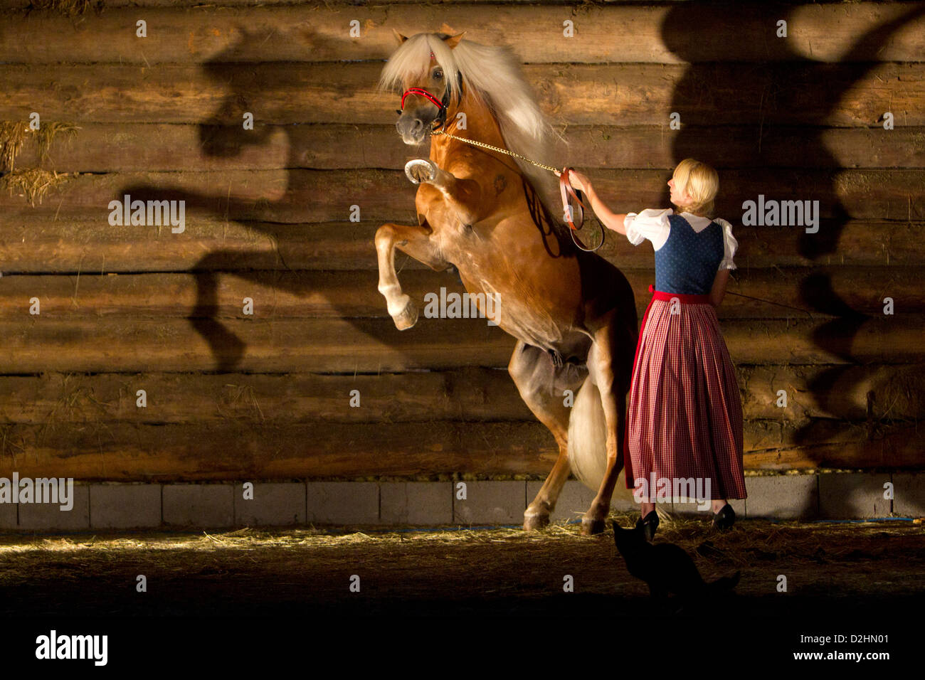 Haflinger Pferd. Frau in traditioneller Kleidung hält eine Aufzucht Hengst mit dem Schatten der beiden auf einer Blockwand dahinter Stockfoto
