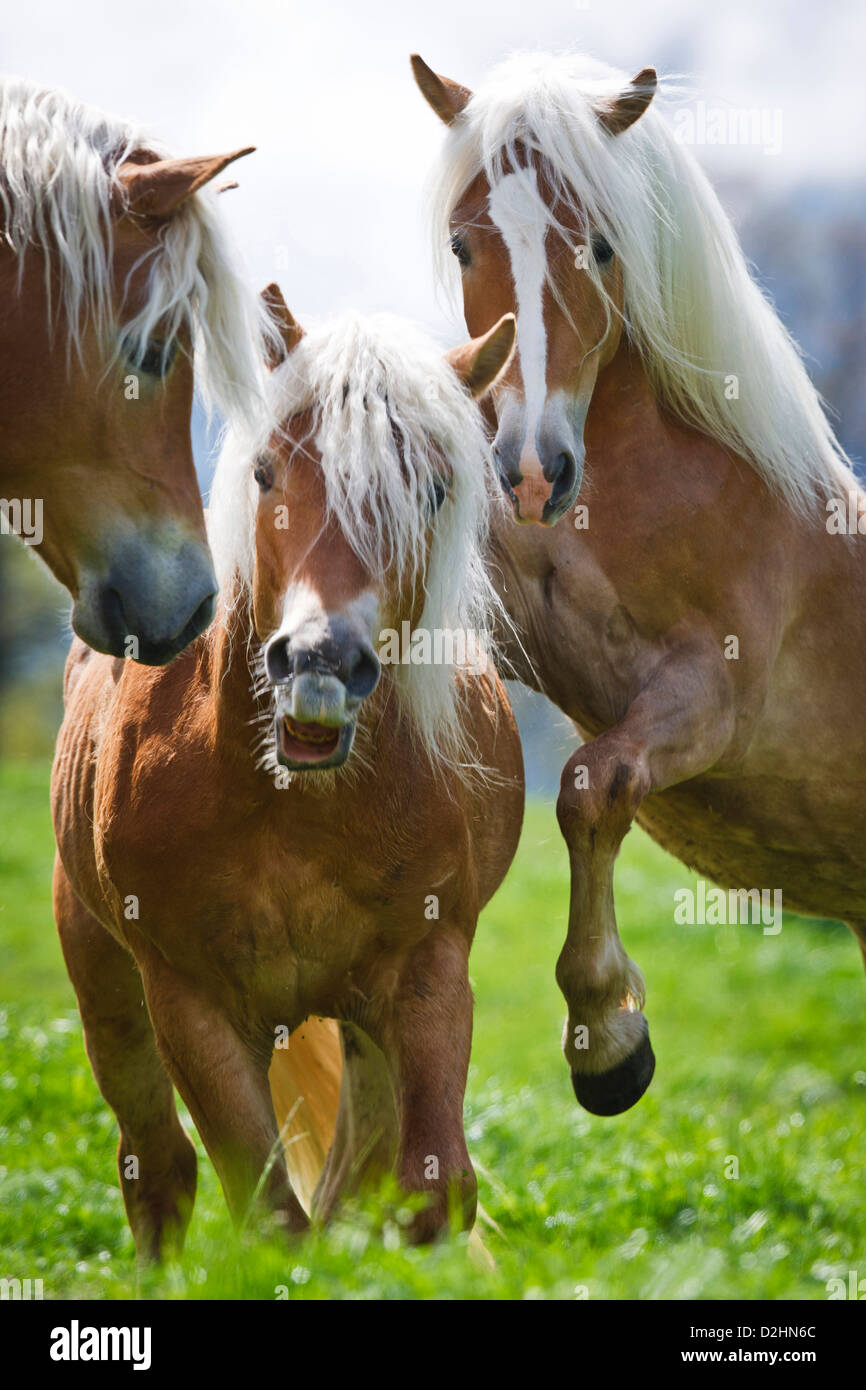 Haflinger Funny Stockfotos und bilder Kaufen Alamy