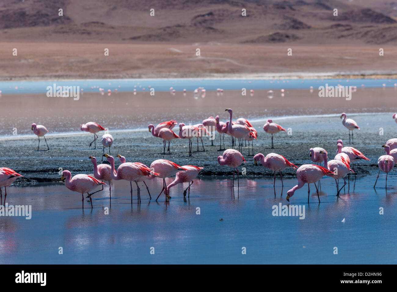 Jamess Flamingo, Phoenicoparrus Jamesi, Laguna Hedionda, Hedionda See Reserva Nacional de Fauna Andina Eduardo Abaroa Stockfoto