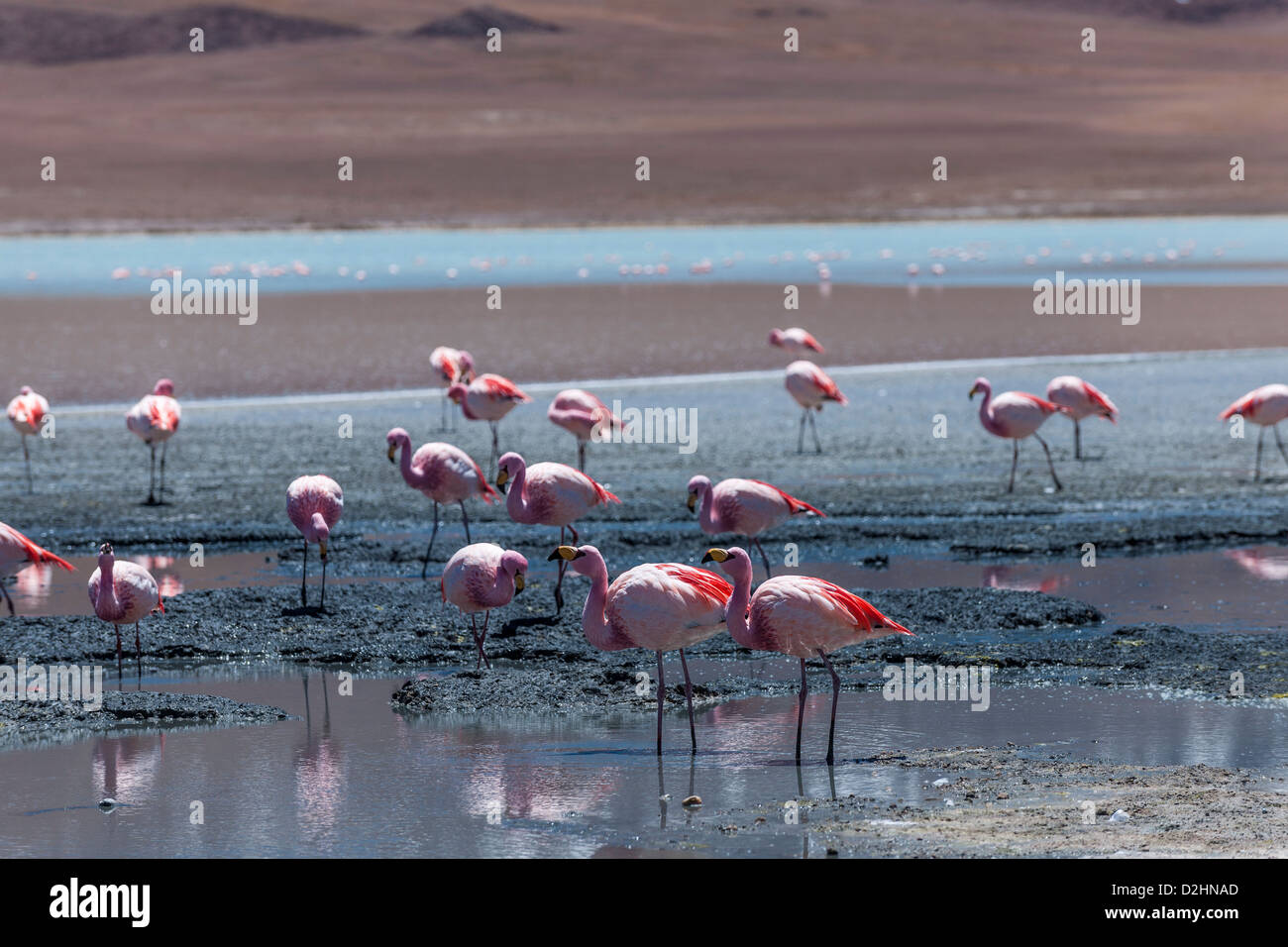 Jamess Flamingo, Phoenicoparrus Jamesi, Laguna Hedionda, Hedionda See Reserva Nacional de Fauna Andina Eduardo Abaroa Stockfoto