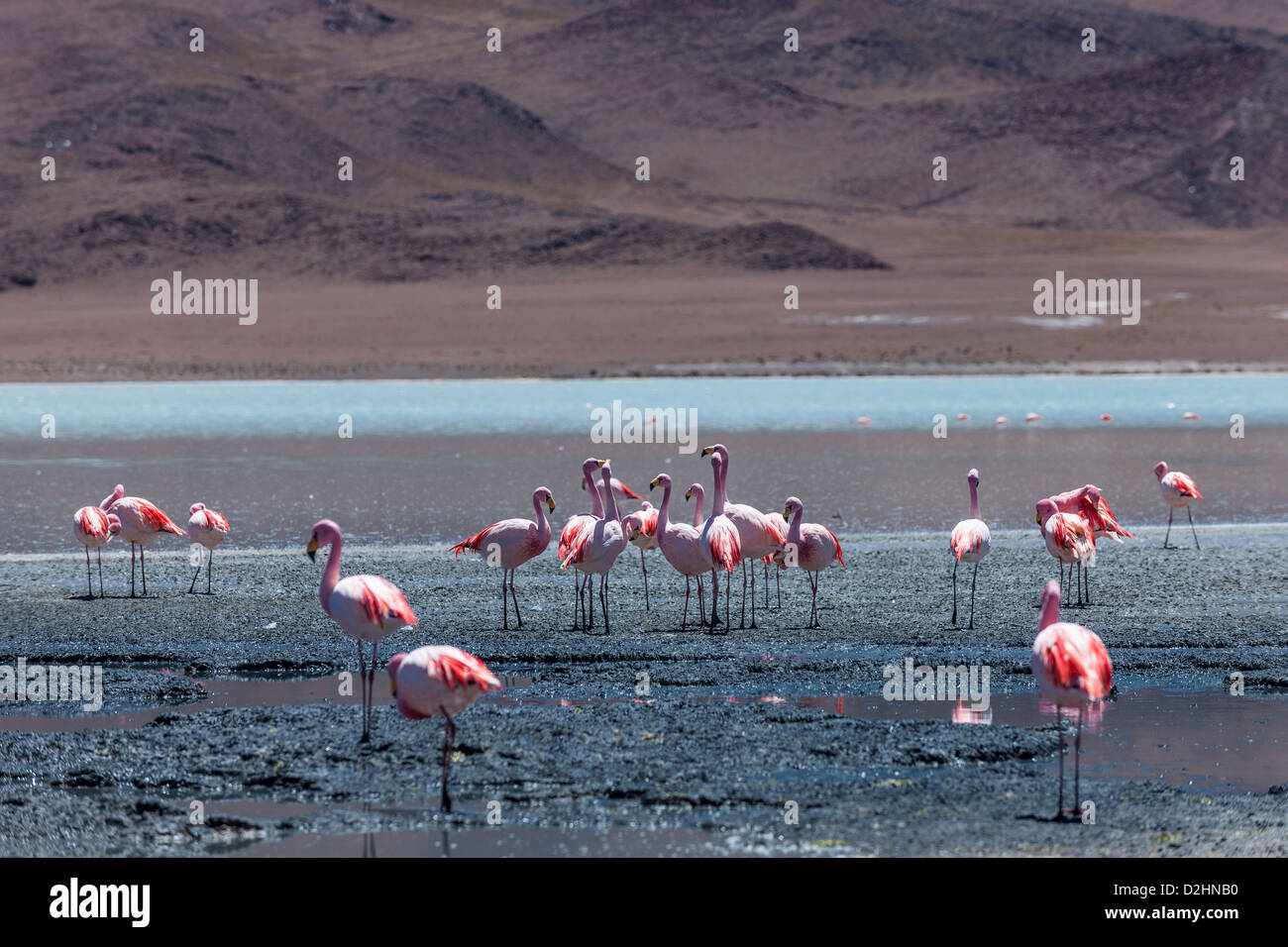 Jamess Flamingo, Phoenicoparrus Jamesi, Laguna Hedionda, Hedionda See Reserva Nacional de Fauna Andina Eduardo Abaroa Stockfoto