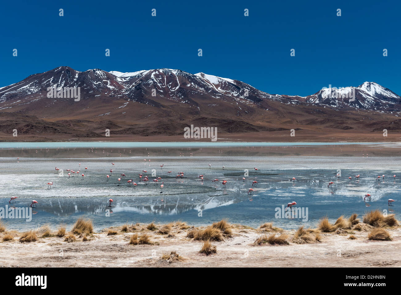 Jamess Flamingo, Phoenicoparrus Jamesi, Laguna Hedionda, Hedionda See Reserva Nacional de Fauna Andina Eduardo Abaroa Stockfoto