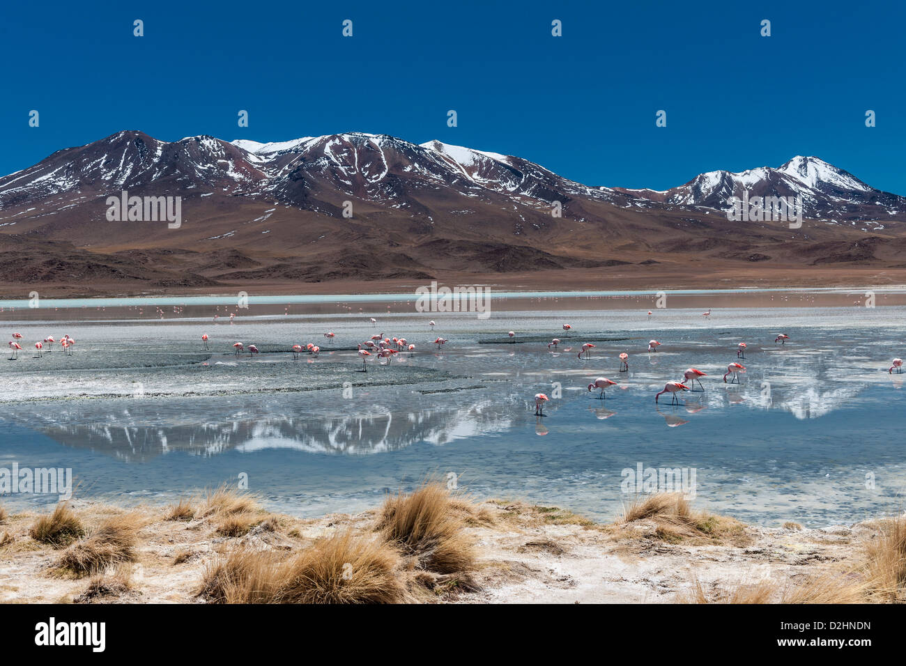 Jamess Flamingo, Phoenicoparrus Jamesi, Laguna Hedionda, Hedionda See Reserva Nacional de Fauna Andina Eduardo Abaroa Stockfoto